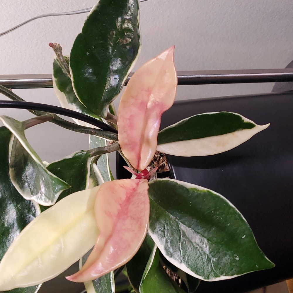 SOLD 🟢 Hoya Carnosa Albomarginata